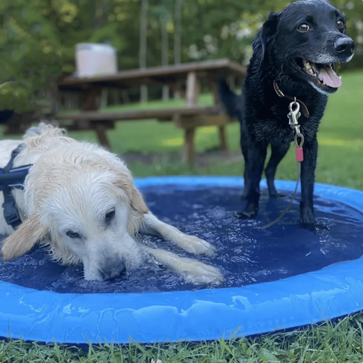 Piscine gonflable pour chien | PoolRefresh™ – Image 2
